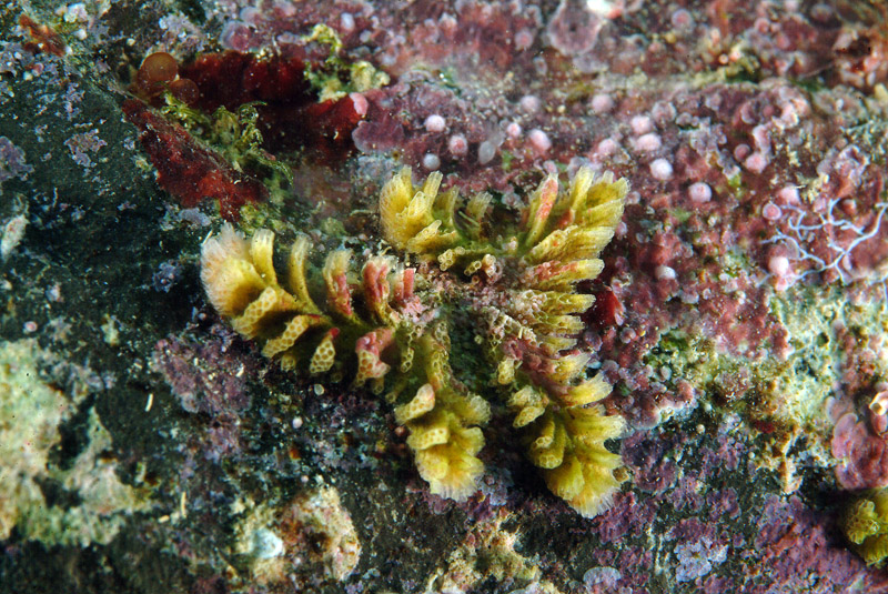 Tubulipora plumosa